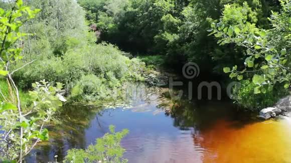 河面上的枝叶反射视频的预览图