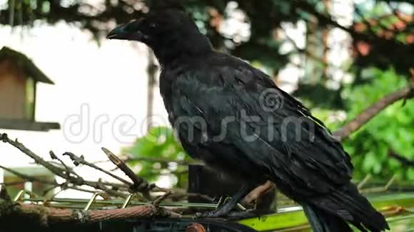 年轻的黑鸦清理翅膀科维斯科隆视频的预览图