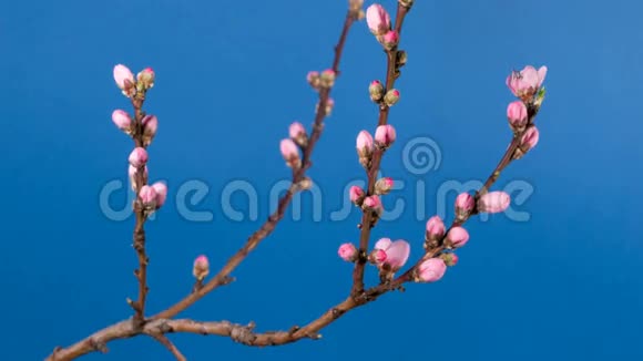 桃树的开花枝视频的预览图
