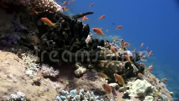 明亮的橙色鱼在干净的蓝色背景下的红海视频的预览图