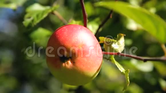花园树枝上的新鲜红苹果视频的预览图