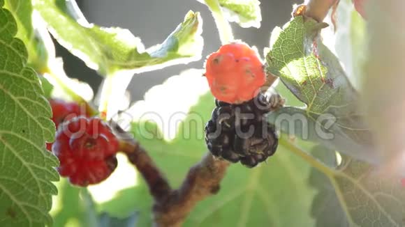 红色和黑色的野生浆果挂在树上视频的预览图