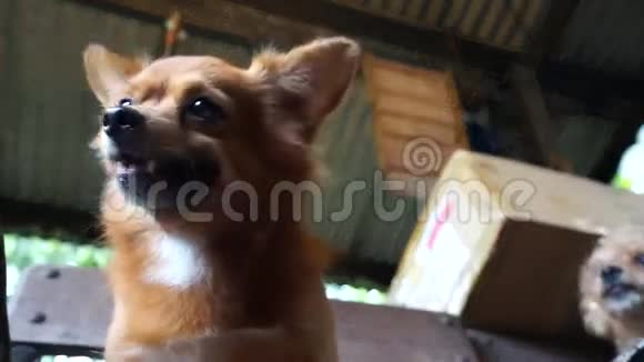 棕色毛茸茸的小狗坐在椅子上视频的预览图