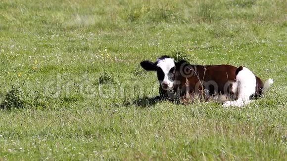 小牛在草地上吃草在草地上嚼视频的预览图