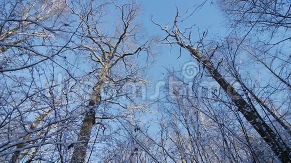 冬季公园积雪覆盖的树木之间的路径运动视频的预览图
