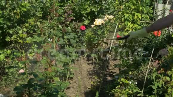 园丁用无绳喷雾器在葡萄树附近喷洒玫瑰花丛视频的预览图
