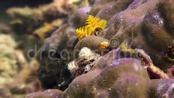 菲律宾野生动物海洋中珊瑚中的黄海蠕虫视频的预览图