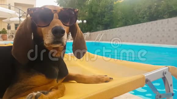 戴着太阳镜的狗坐在甲板椅上有趣的时刻视频的预览图