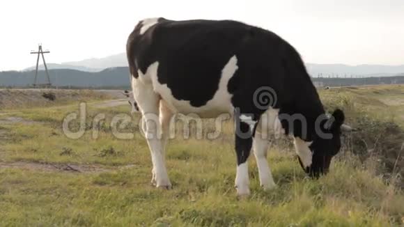 两头牛在路边吃草其中一个在前景视频的预览图
