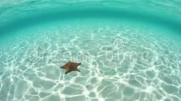 加勒比海的五颜六色海星和阳光视频的预览图
