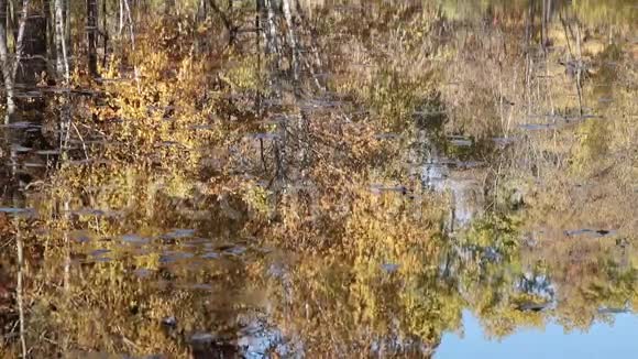 秋天的池塘涟漪和倒影视频的预览图