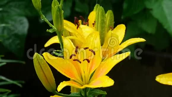 雨后的黄色百合芽和花瓣视频的预览图