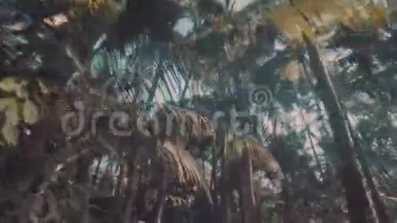 夏季天空中棕榈树的底部景色视频的预览图
