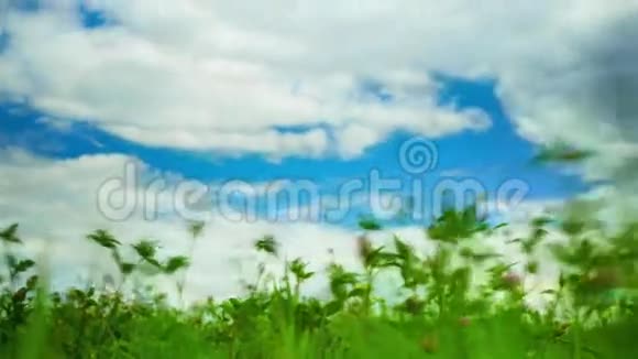 落叶草地和多云的天空夏季时间的流逝视频的预览图