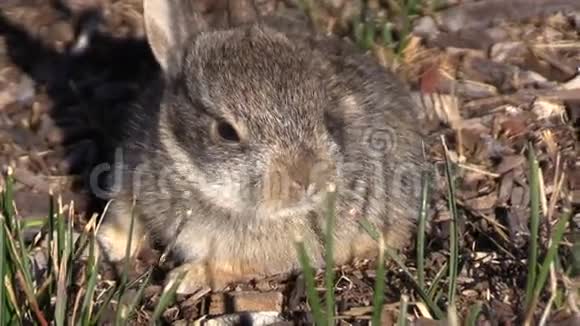 可爱的婴儿小脚趾兔变焦视频的预览图