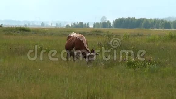 奶牛和马吃草视频的预览图