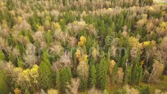 俯瞰森林中令人叹为观止的秋色秋天的壮丽空中的天桥空中观景视频的预览图
