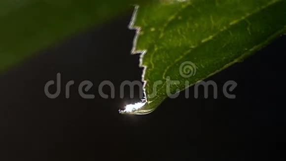 雨后树叶上的雨点视频的预览图