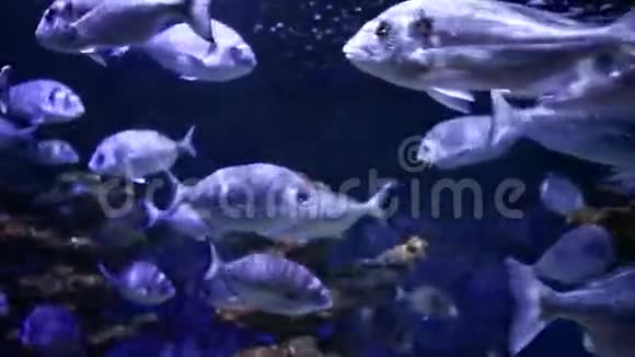 水下的鱼类视频的预览图