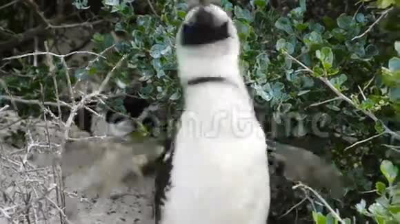 非洲企鹅野生视频的预览图