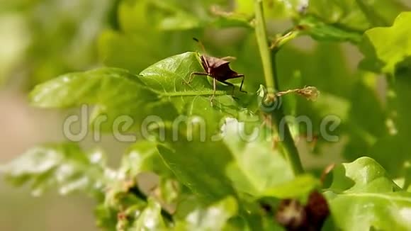 橡树绿色的幼叶在春天的早晨特写浅的景深叶子上的昆虫视频的预览图