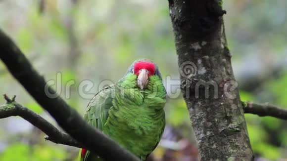 红色皇冠亚马逊鹦鹉视频的预览图