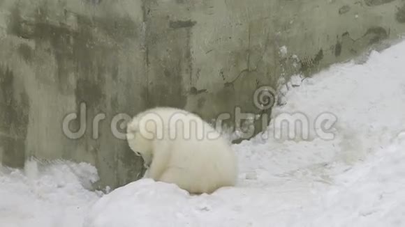 北极熊幼崽在雪地里玩耍视频的预览图