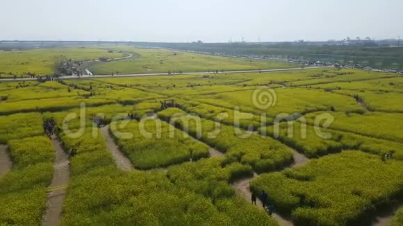 韩国釜山中洞河的玉彩菜籽花节视频的预览图