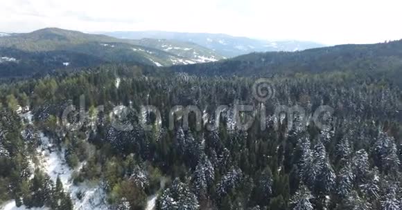 山顶上高大的松树覆盖着雪视频的预览图