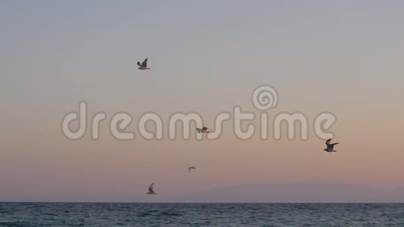 海鸥飞过海面的夜景视频的预览图