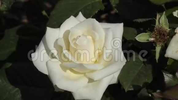 白玫瑰在风中摇曳视频的预览图