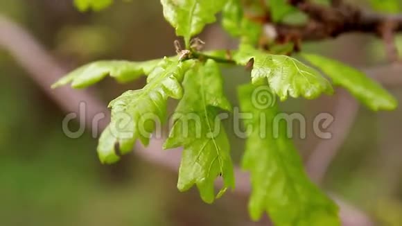 橡树绿色的幼叶在春天的早晨特写浅的景深叶子上的昆虫视频的预览图