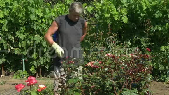 园丁用无绳喷雾器在葡萄树附近喷洒玫瑰花丛视频的预览图
