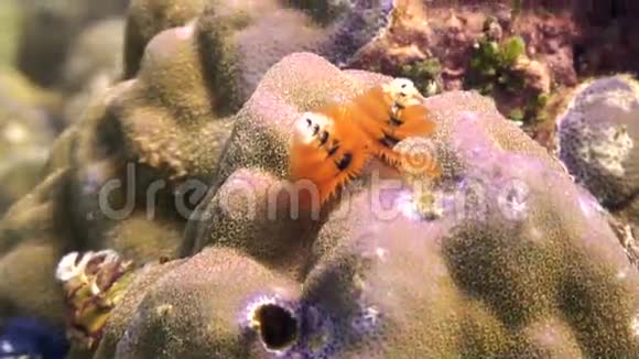 菲律宾野生动物海洋水下珊瑚中的黄海蠕虫视频的预览图