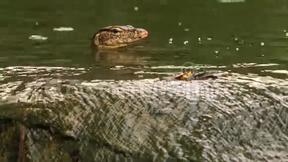 瓦拉努斯在公园的石滩旁的池塘里游泳视频的预览图
