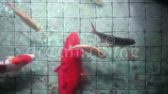 美丽的锦鲤鱼鱼和许愿池旧平铺地板视频的预览图