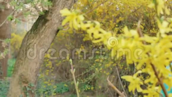 美丽的女孩在黄色的花朵中春天的树抚摸着花朵嗅着花朵视频的预览图