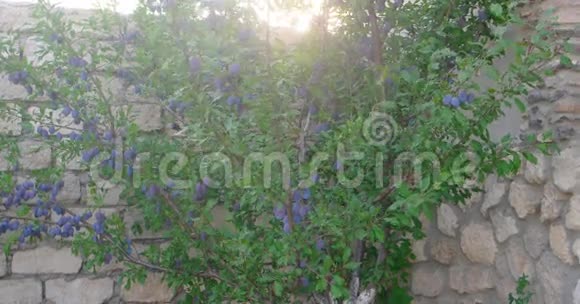花园里的紫梅树视频的预览图