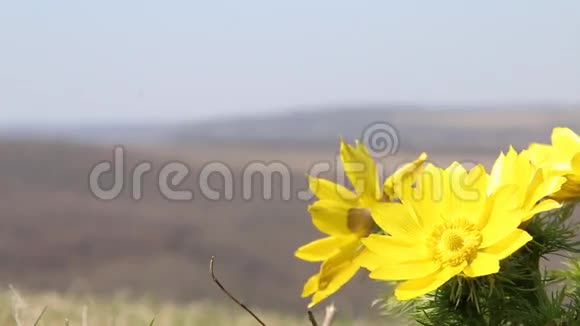 春天的背景有黄色的花视频的预览图