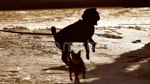 剪影斗狗危险狗绑在树绳上冬季格斗狗打野狗的问题视频的预览图