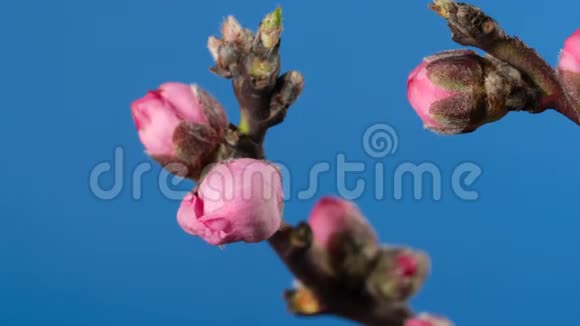 桃树的开花枝视频的预览图