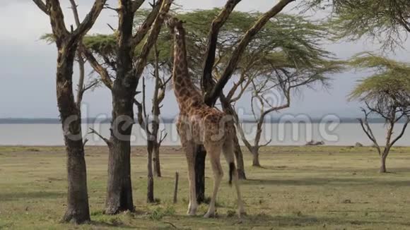 长颈鹿吃相思树皮非洲草原保护区4K视频的预览图