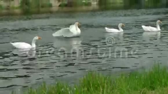 一群家鹅在游泳清理河岸附近的羽毛视频的预览图