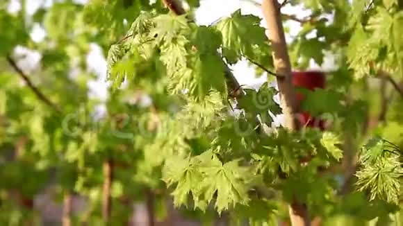 枝鲜绿枫叶近景视频的预览图