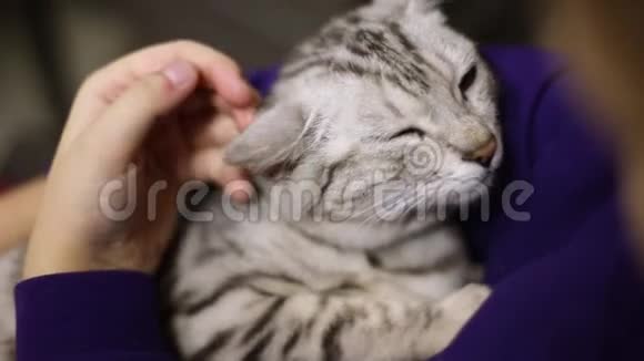 孩子抚摸一只睡着的灰猫猫放松了猫脸特写视频的预览图