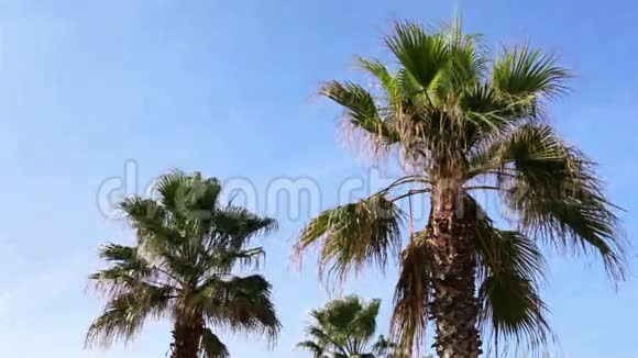 绕着棕榈树视频的预览图