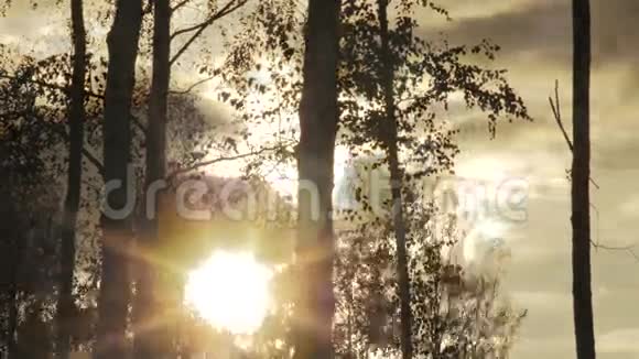 秋天天幕背景下的树木剪影视频的预览图