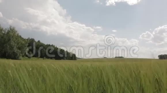 田的绿麦相机运动视频的预览图