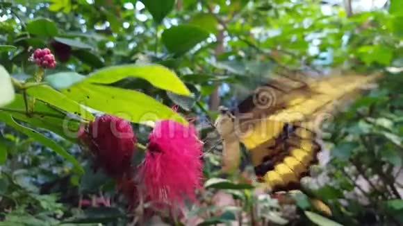 燕尾蝶饮花蜜视频的预览图