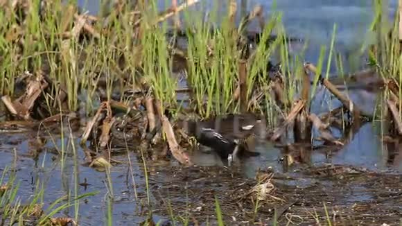 常见的麋鹿或沼泽鸡绿在池塘的沿海植被中采集食物视频的预览图